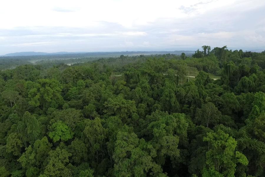 Jungle in Vanimo